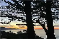 Ocean sunset framed by dark tree trunks and branches.